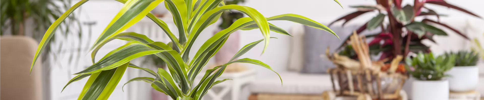 Dracaena fragrans 'Lemon Lime' Dracaena fragrans 'Lemon Lime'