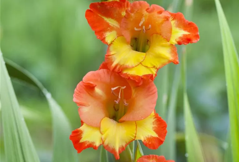 Gladiolus, gelb-rot