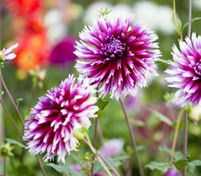 Dahlia Dahlia