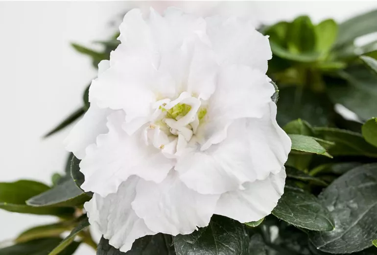 Rhododendron simsii, weiß