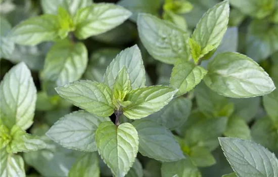 Die Schoko-Minze: Schokolade für den Garten Die Schoko-Minze: Schokolade für den Garten