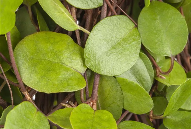 Muehlenbeckia axillaris