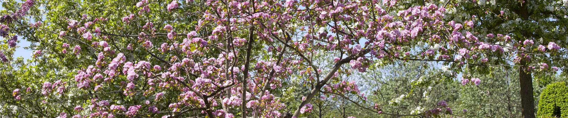 Malus 'Brandy Magic' Malus 'Brandy Magic'