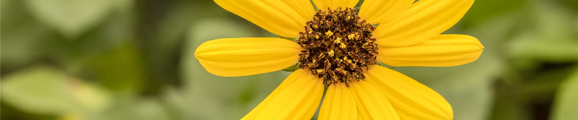 Helianthus 'Helisol' Helianthus 'Helisol'
