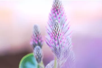 Australischer Federbusch - Einpflanzen im Garten