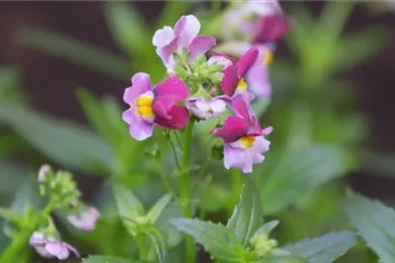 Elfenspiegel - Einpflanzen im Garten