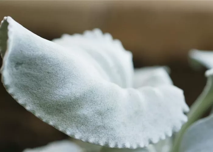 Silberblatt (Senecio) - Einpflanzen im Garten