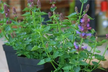 Duftnessel - Einpflanzen im Garten