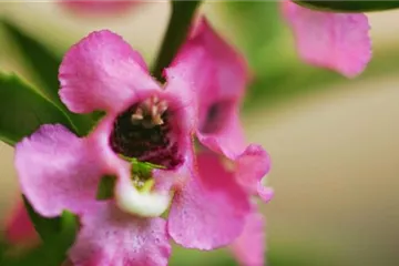 Angelonia - Einpflanzen im Garten