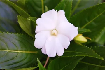 Edellieschen - Einpflanzen im Garten