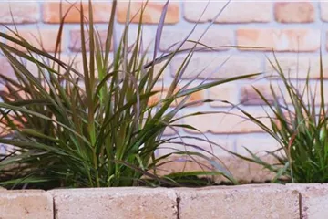 Afrikanisches Lampenputzergras - Einpflanzen im Garten