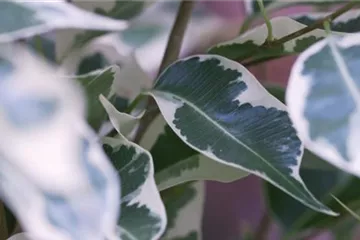 Birkenfeige - Umtopfen