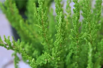 Besenheide - Einpflanzen im Garten