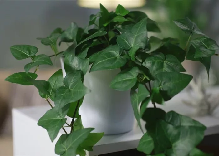 Zimmerpflanzenportrait - Efeu