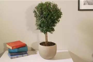 Brautmyrte - Umtopfen