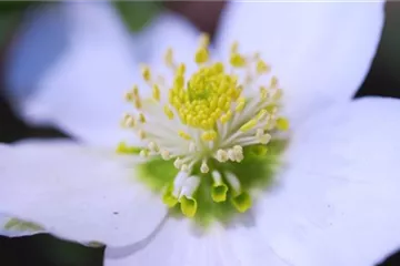 Christrose - Einpflanzen im Garten