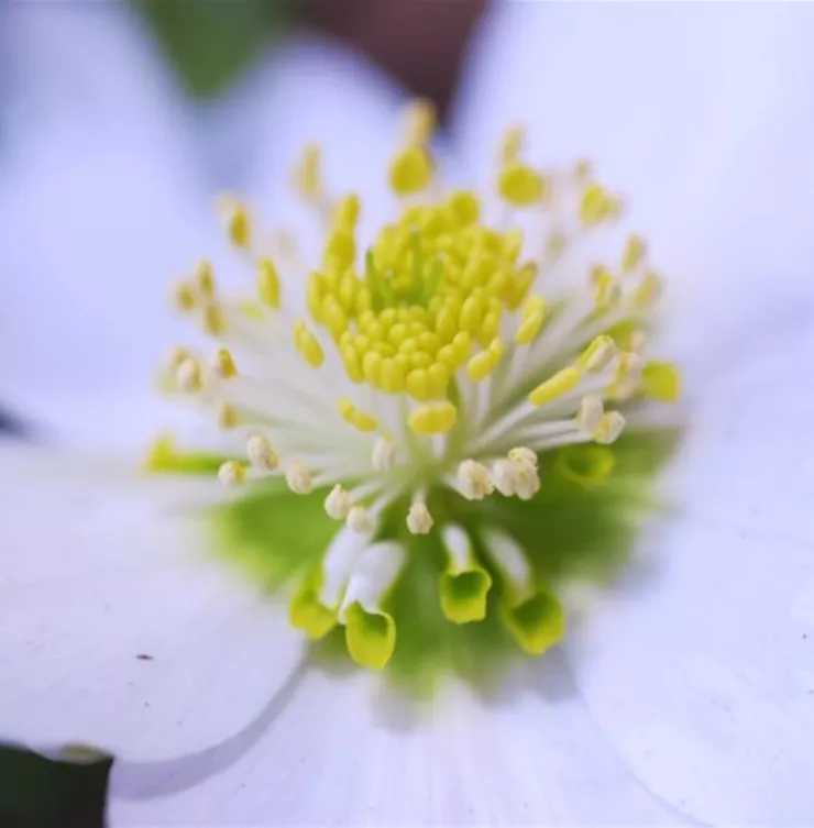 Christrose - Einpflanzen im Garten