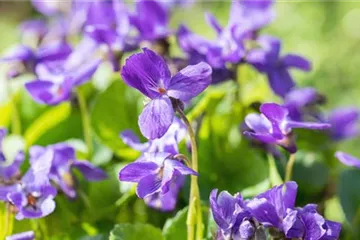 Duftveilchen - Einpflanzen im Garten