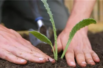 Artischocken - Einpflanzen im Garten