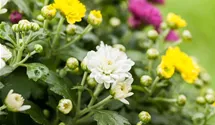 Herbst-Chrysantheme