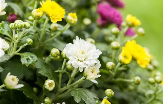 Chrysanthemum indicum 'Trio' Chrysanthemum indicum 'Trio'