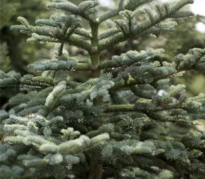 Abies concolor Abies concolor