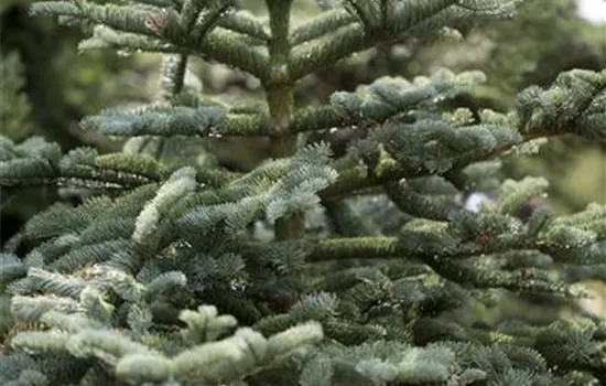 Abies concolor Abies concolor