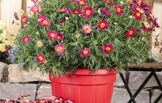 Argyranthemum frutescens, rot Argyranthemum frutescens, rot