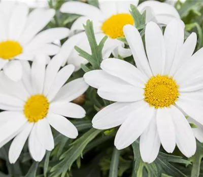 Argyranthemum frutescens, weiß Argyranthemum frutescens, weiß