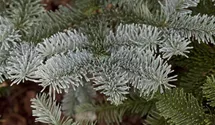Edeltanne