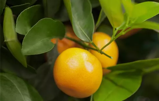 Citrus sinensis Citrus sinensis