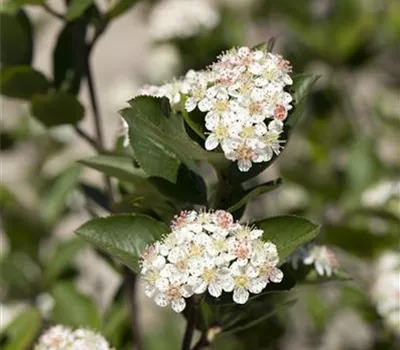 Aronia melanocarpa Aronia melanocarpa