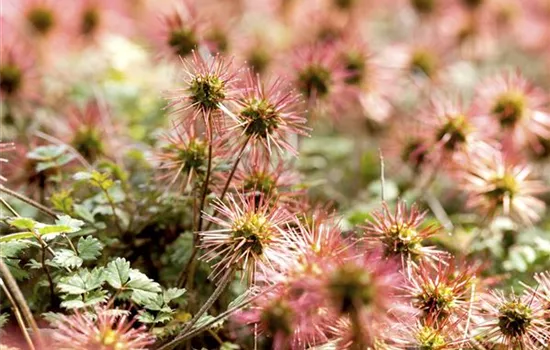 Acaena microphylla Acaena microphylla