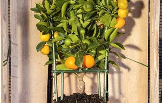 Citrus, Stamm Citrus, Stamm