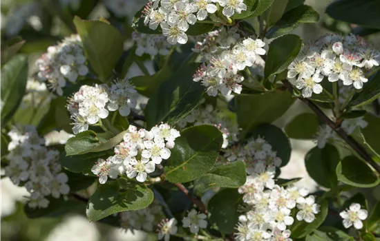 Aronia x prunifolia 'Viking' Aronia x prunifolia 'Viking'