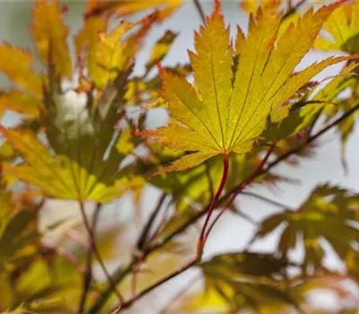 Acer palmatum Acer palmatum