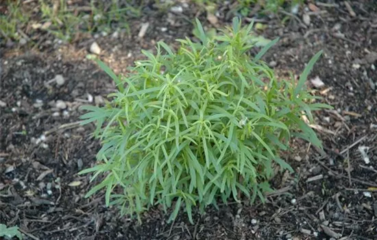 Artemisia dracunculus Artemisia dracunculus