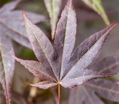Acer palmatum 'Atropurpureum' Acer palmatum 'Atropurpureum'