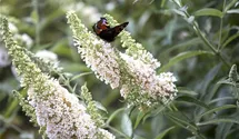 Sommerflieder 'White Profusion'