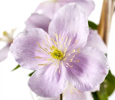 Clematis montana Clematis montana