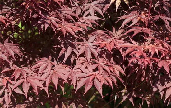 Acer palmatum 'Bloodgood' Acer palmatum 'Bloodgood'