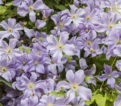 Clematis viticella Clematis viticella