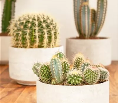 Cactus Cactus