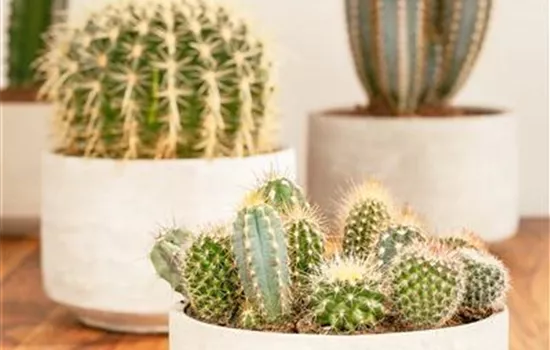 Cactus Cactus