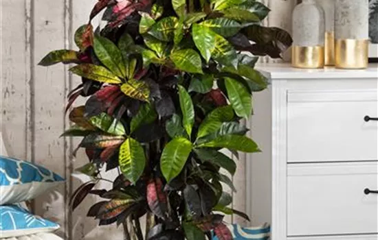 Codiaeum variegatum Codiaeum variegatum