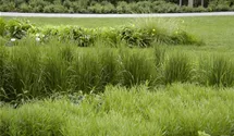 Garten-Reitgras 'Karl Foerster'