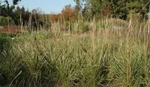 Garten-Reitgras 'Karl Foerster'
