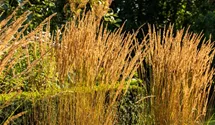 Garten-Reitgras 'Karl Foerster'