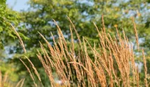 Garten-Reitgras 'Karl Foerster'