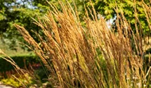 Garten-Reitgras 'Karl Foerster'
